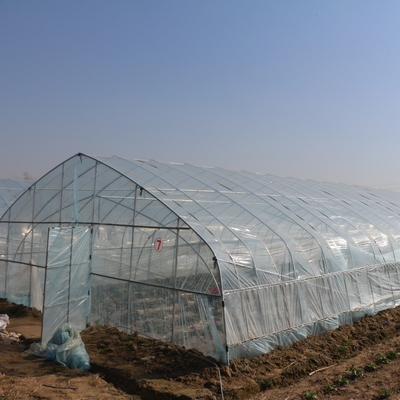 Agriculture Single Tunnel Plastic Film Greenhouse for Strawberry Planting Growing