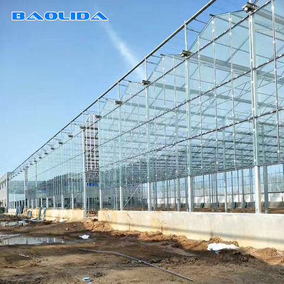 Multi Span Galvanized Steel Frame Glass Covering Venlo Glass Greenhouse