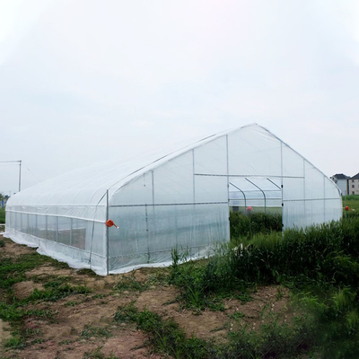 Clear Plastic Film Polyethylene Steel Frame Greenhouse With Irrgation System