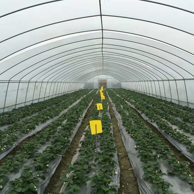 48mm Arch Pipe 150 Micron Agriculture Plastic Film Covered Single Tunnel Polyethylene Film Greenhouse