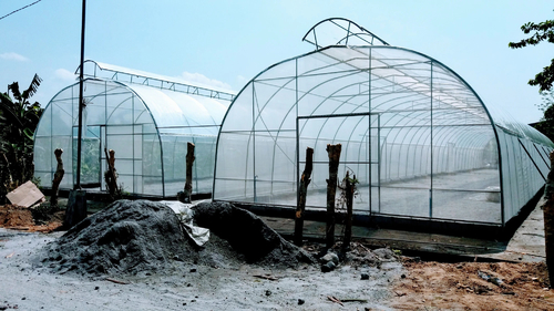 Latest company case about Thailand Umbrella Top Vent Greenhouse