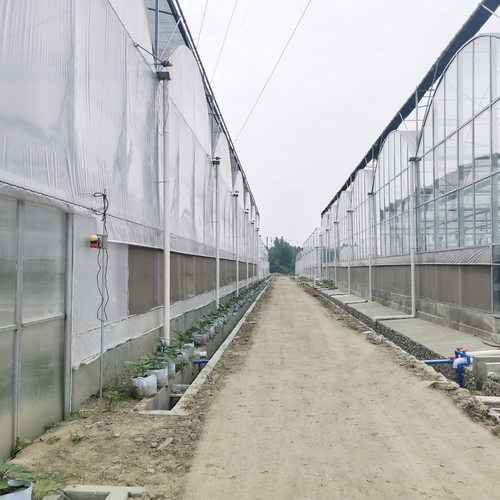 Latest company case about Yunnan Multi-span Greenhouse Project