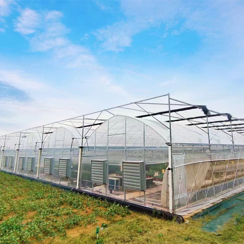 Latest company case about Thailand Multi-span Greenhouse Project