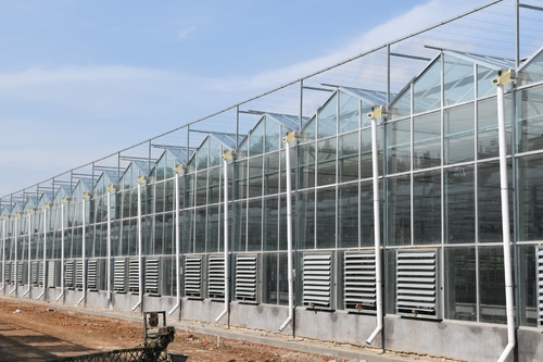 Latest company case about Britain venlo glass greenhouse