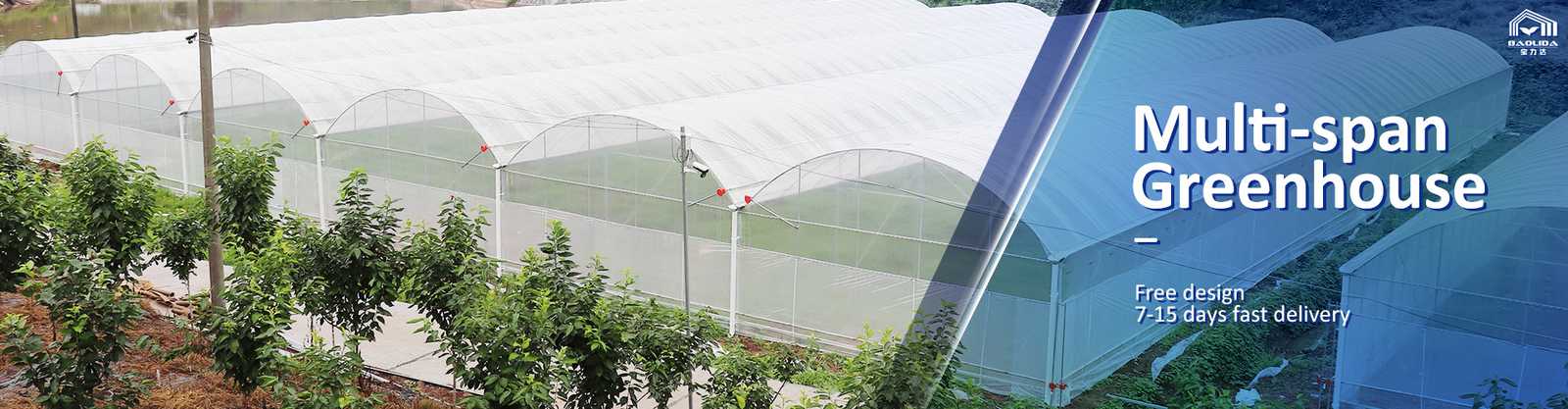 Multi Span Greenhouse