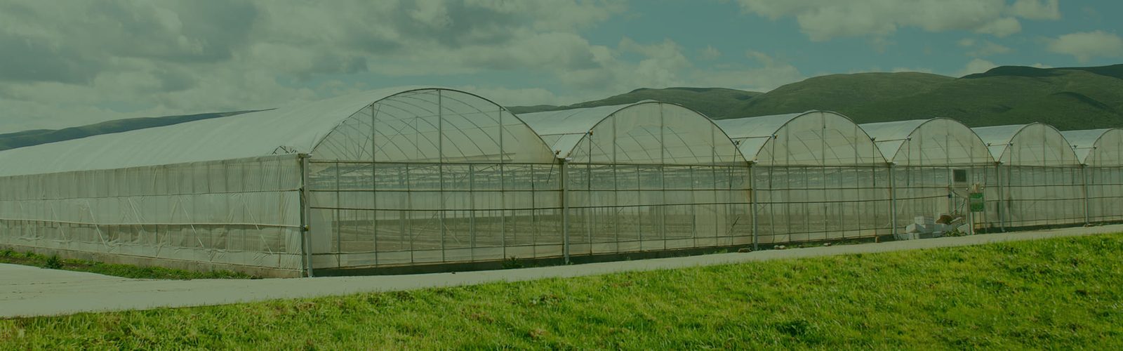 Quality Multi Span Greenhouse factory