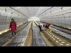 Polyethylene Panda Film Light Resistant Mushroom Growing Greenhouse