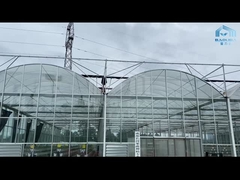 Hydroponics Tomato Cucumber Flower Venlo Automatic Multispan Glass Greenhouse