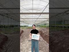 Multi-span greenhouse for strawberry