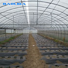 Large Size Steel Frame Multi Span Greenhouse For Tomato Vegetable Planting