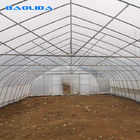 Stable Structure Polyethylene Film Greenhouse / Vegetable Tomato Plant Greenhouse