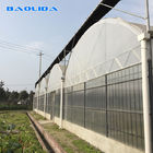 Plastic Shed Multi Span Greenhouse / Agricultural Polythene Grow Tunnel