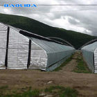 Agricultural Automated Plastic Tunnel Greenhouse Agriculture Tomato Growth