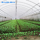 Tunnel Plastic Film Greenhouse / Vegetable Greenhouse Climate Control Economical