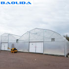Plastic Sheeting Large Scale Multi Span Greenhouse , Steel Frame Greenhouse