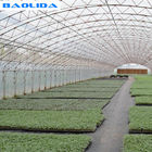 Double Arches Double Film Agricultural Growing 10X50m Single Span Greenhouse
