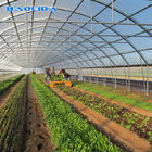 Steel Structure Polythene Grow Tunnel For Tomato And Cucumber