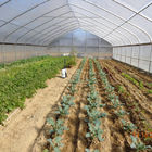 Agricultural Greenhouse Plastic Sheet Film Tunnel Single Span Cheap Greenhouse