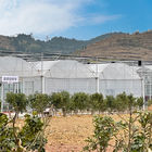 Multispan Greenhouse Cooling System with Top / Sides Ventilation