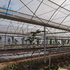 Multi Span PE Film Greenhouse Aluminum Zinc Plating For Grape Planting