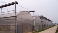 Agriculture Multi Span Arch Plastic Film Greenhouse For Tomato Strawberry