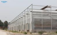 Roof Ventilation 8.0m 16m Multi Span Greenhouse For Vegetable Grow