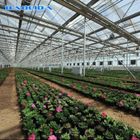 Multi Span Glass Venlo Type Greenhouse Hot Galvanized 6m 7m 8m Length