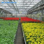 Multi Span Glass Venlo Type Greenhouse Hot Galvanized 6m 7m 8m Length