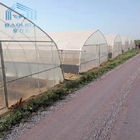 Tunnel Single Span Greenhouse For Vegetables Growing Agricultural Farming