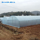 Baolida Multi Span Plastic Film Greenhouses With Hot Dipped Galvanized Frame