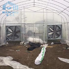 PE Film Side Ventilation Single Span Tunnel Greenhouses Galvanized Aluminized