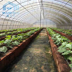 Galvanized Steel Tunnel Plastic Film Greenhouseouse with Shading Net