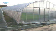 Single Span High Tunnel Plastic Greenhouse With Roof Ventilation System