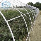 Customized Tunnel Single Span Greenhouse With Side Ventilation System