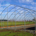 Side Ventilation Single Span Tunnel Greenhouse With Windproof Reinforced Bar