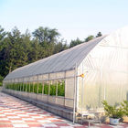 High Strength Agricultural Poly Tunnel Tomato Greenhouse 5*15m 17*50ft