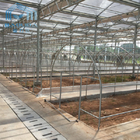 Strawberry Polycarbonate Tunnel Greenhouse Single Span Agricultural