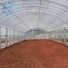 Agriculture Plastic Single Span Greenhouse With Poly Tunnel Steel Frame Double Film