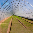 Galvanized Steel Agriculture Tunnel Plastic Greenhouse For Vegetable