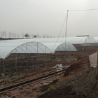 Multi Arch Plastic Film Rainout Shelter Greenhouse For Strawberry