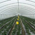 Plastic Film Low Tunnel Greenhouse Frame Single Span Tomato Cucumber Lettuce