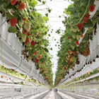 Strawberry Plant Greenhouse Poly Film Tunnel Arch Plastic Film