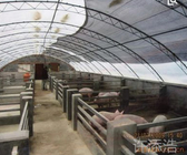Hot-dip Galvanized Steel Poultry Film Tunnel Greenhouse Waterproof Sheep Greenhouse
