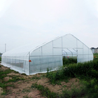 Galvanized Steel Pipe Single Span Side Ventilation Plastic Film Tomato Greenhouse