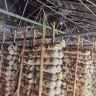 Black Shade Net Tunnel Film Mushroom Single Span Greenhouse Agricultural