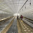 Side Ventilation Plastic Film Low Tunnel Greenhouse Single Span For Mushroom Growing