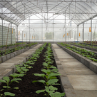 Inner Shading System Side Ventilation Multi Span Greenhouse Automatic Control