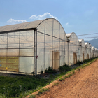 Plastic Film Multi Span Greenhouse Automated Controlled For Vegetables Growing