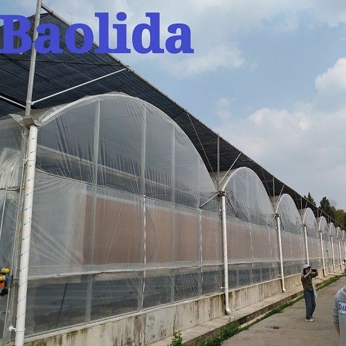Large Size Multi Span Greenhouse With Electric Outside Shading System
