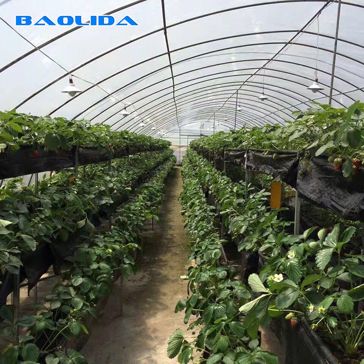 Agricultural Plastic Film Greenhouse Simple Structure Easily installed